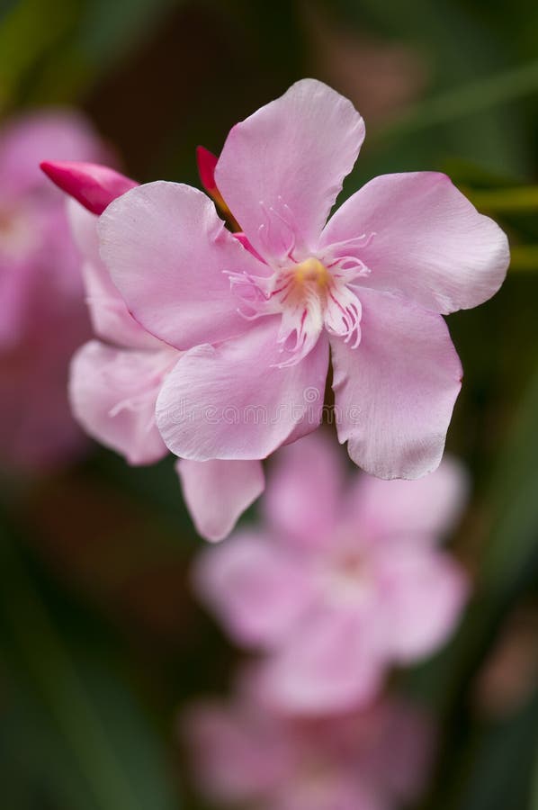 A Closeup of Soft Pink Nerium Oleander Flower. A Closeup of Soft Pink Nerium Oleander Flower