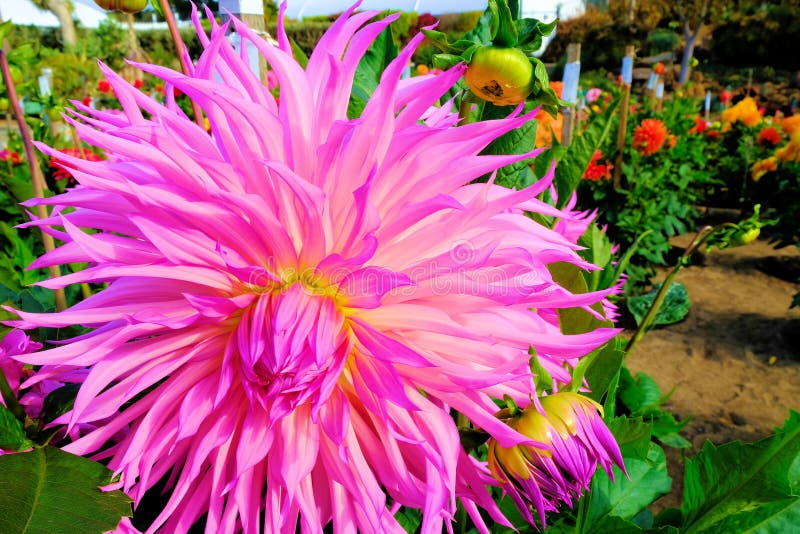 ροζ κάκτος dahlia σε κήπο στοκ εικόνες