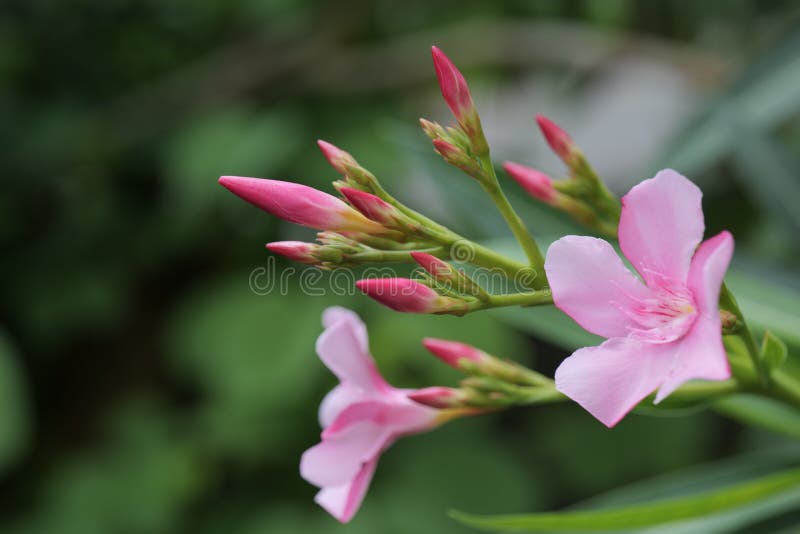 Tough and vigorous, Nerium oleander `Petite Pink` Oleander is a compact, dwarf evergreen shrub which produces abundant clusters of five-petaled. Tough and vigorous, Nerium oleander `Petite Pink` Oleander is a compact, dwarf evergreen shrub which produces abundant clusters of five-petaled.