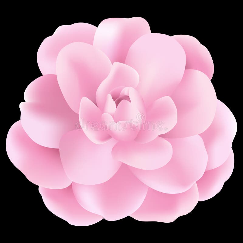 ροζ λουλουδιών