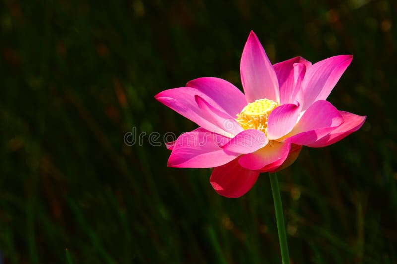 Pink lotus on a sunny day. Pink lotus on a sunny day