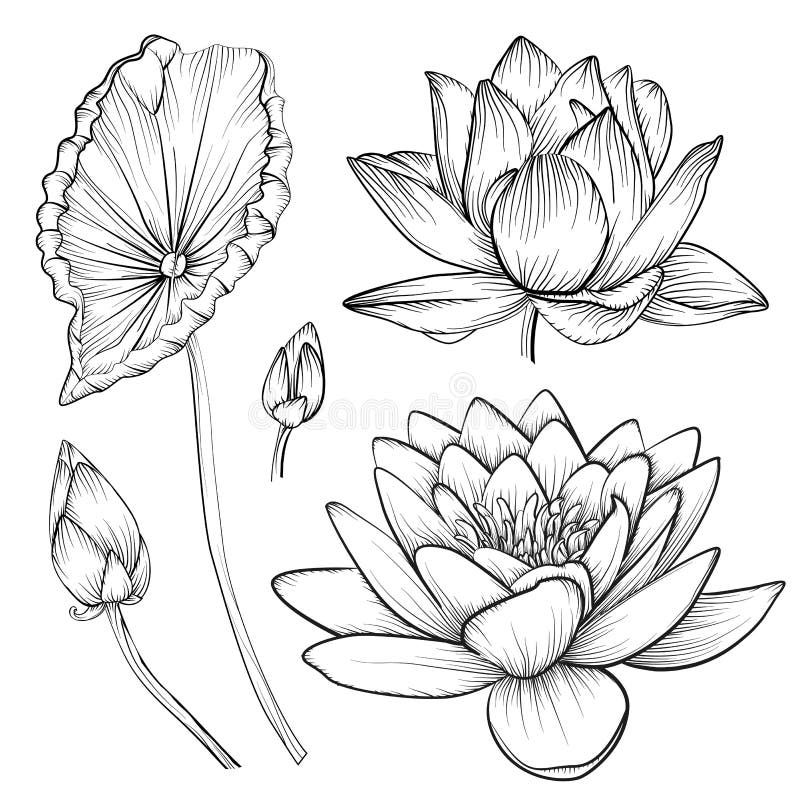 Ροζ λουλουδιών κρίνων νερού Lotus ζωηρόχρωμο waterlily διανυσματικό όμορφο απεικόνιση αποθεμάτων