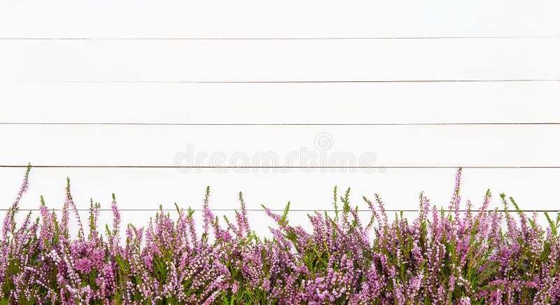 ροζ ρείκια λουλούδια πάνω σε λευκό ξύλινο φόντο. προβολή επάνω μέρους χώρου. επίπεδη