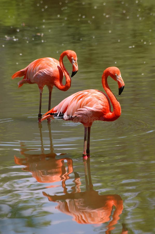 Pink flamingo birds in the river. Pink flamingo birds in the river.