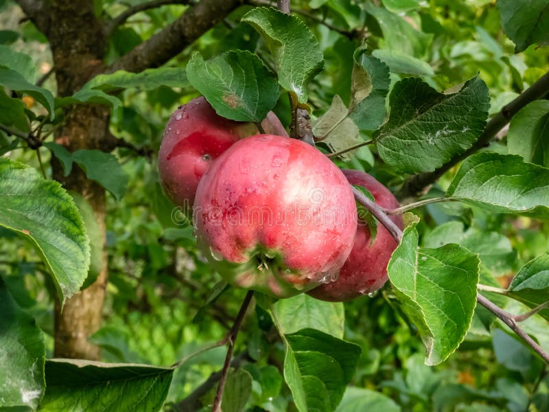 Pink, ripe apples growing and maturing on the branch of apple tree in an orchard. Autumn harvest. Pink, ripe apples growing and maturing on the branch of apple tree in an orchard. Autumn harvest