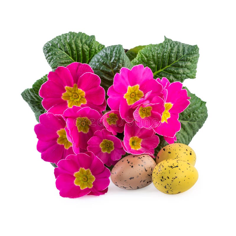 Ρόδινα Primrose λουλούδια διακοσμήσεων Πάσχας στοκ εικόνα