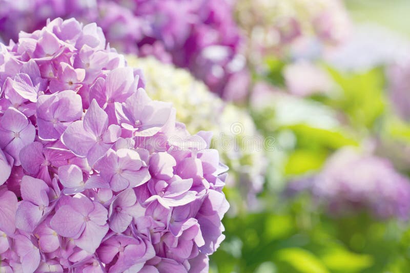 Ρόδινα λουλούδια hydrangea με το θερινό φως του ήλιου στοκ εικόνα με δικαίωμα ελεύθερης χρήσης