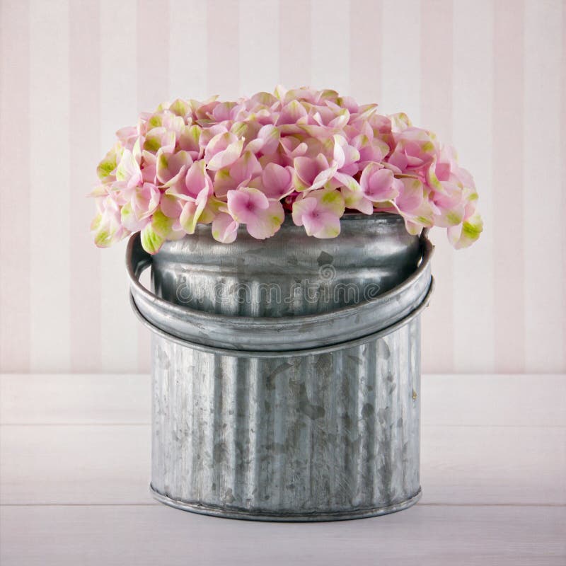 Ρόδινα λουλούδια hydrangea σε έναν κάδο μετάλλων στοκ φωτογραφίες