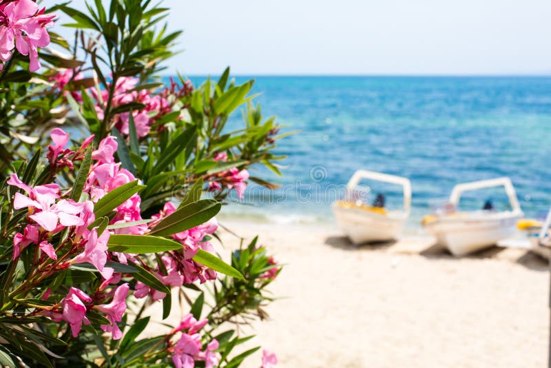 Pink oleander leafs and flowers, blue sea and boats background. Travel vacation summer background with place for text. Pink oleander leafs and flowers, blue sea and boats background. Travel vacation summer background with place for text.