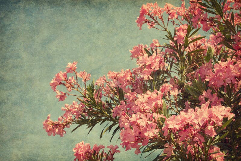 Pink flowers of oleander in retro style . Added paper texture. Pink flowers of oleander in retro style . Added paper texture.