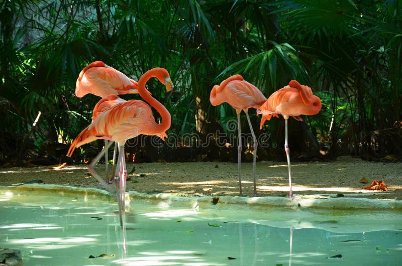 Pink flamingo birds in the pond. Pink flamingo birds in the pond