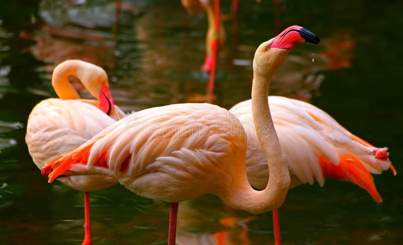Pink flamingo birds relaxing in a garden pond. Pink flamingo birds relaxing in a garden pond.