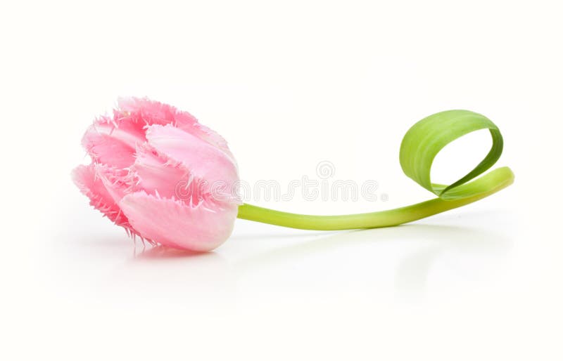 Spring flower pink tulip isolated on white background. Spring flower pink tulip isolated on white background.