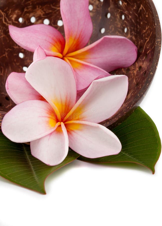 Fresh pink plumeria frangipani arranged on coconut shell and grean leaves. Fresh pink plumeria frangipani arranged on coconut shell and grean leaves