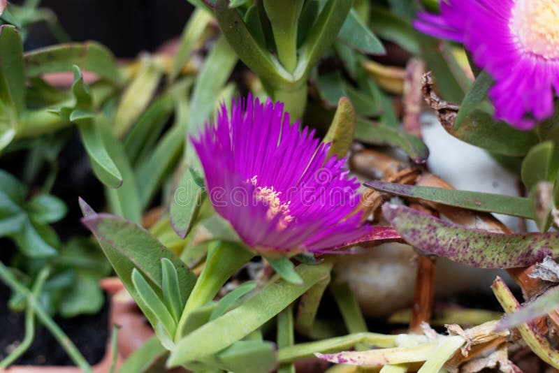 Ρόδινο iceplant Carpobrotus edulis στοκ φωτογραφίες με δικαίωμα ελεύθερης χρήσης Ρόδινο iceplant Carpobrotus edulis στοκ φωτογραφίες με δικαίωμα ελεύθερης χρήσης