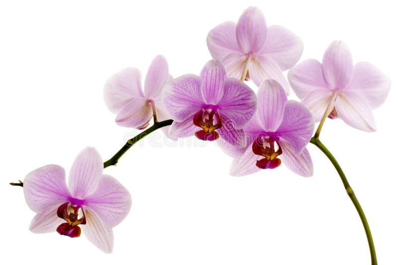 Ρόδινο Orchid στοκ φωτογραφία Ρόδινο Orchid στοκ φωτογραφία