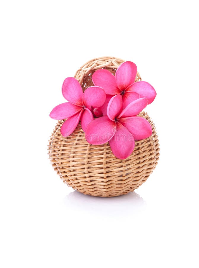 Bright pink plumeria in a rattan basket over white background. Bright pink plumeria in a rattan basket over white background