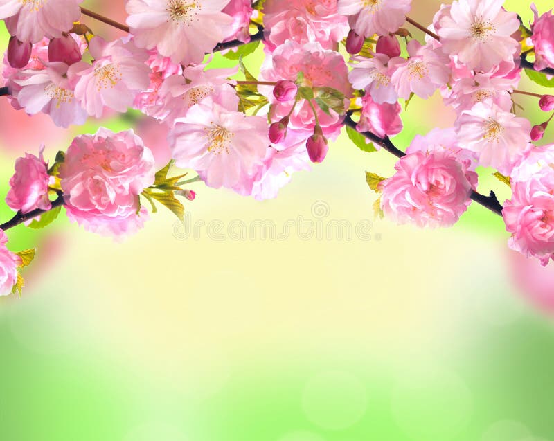 Ρόδινο άνθος sakura πέρα από το θολωμένο υπόβαθρο φύσης στοκ φωτογραφίες με δικαίωμα ελεύθερης χρήσης Ρόδινο άνθος sakura πέρα από το θολωμένο υπόβαθρο φύσης στοκ φωτογραφίες με δικαίωμα ελεύθερης χρήσης