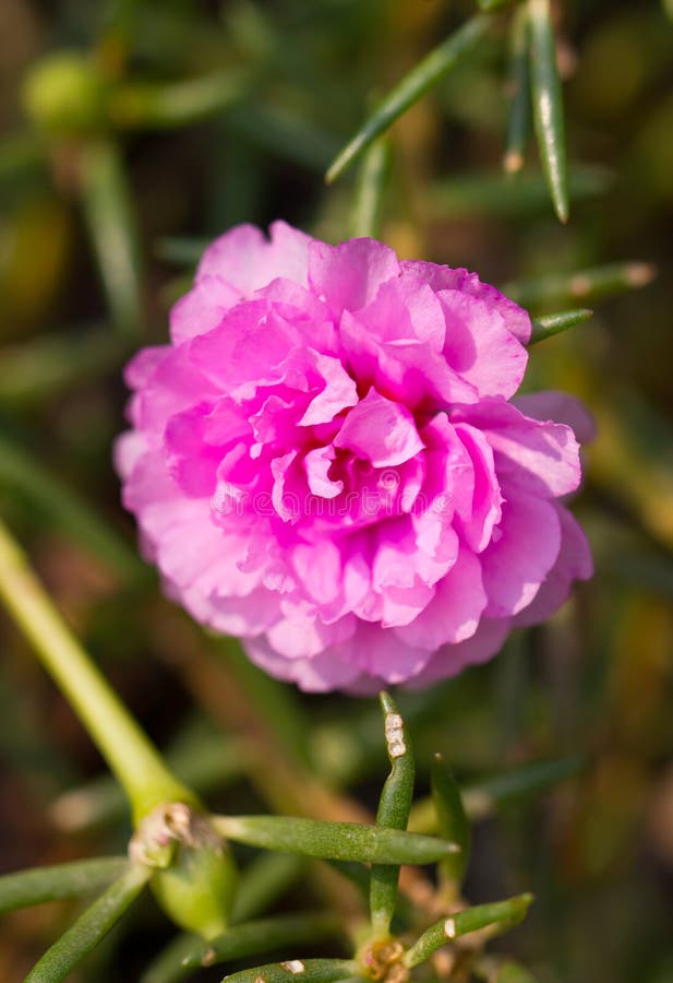 Ρόδινο κοινό λουλούδι Purslane.