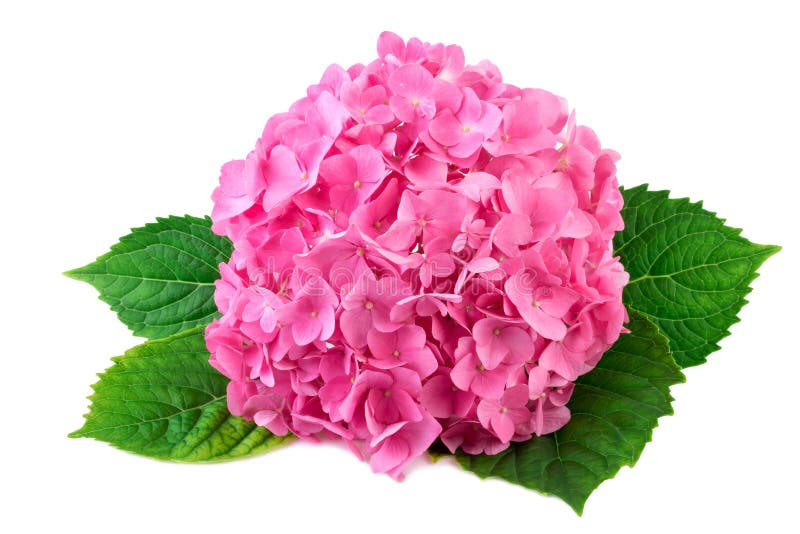 Ρόδινο λουλούδι Hydrangea με το πράσινο φύλλο στο λευκό στοκ εικόνες