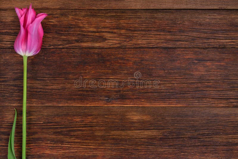 Pink tulip flower on old wooden table background. Top view with copy space. Pink tulip flower on old wooden table background. Top view with copy space.