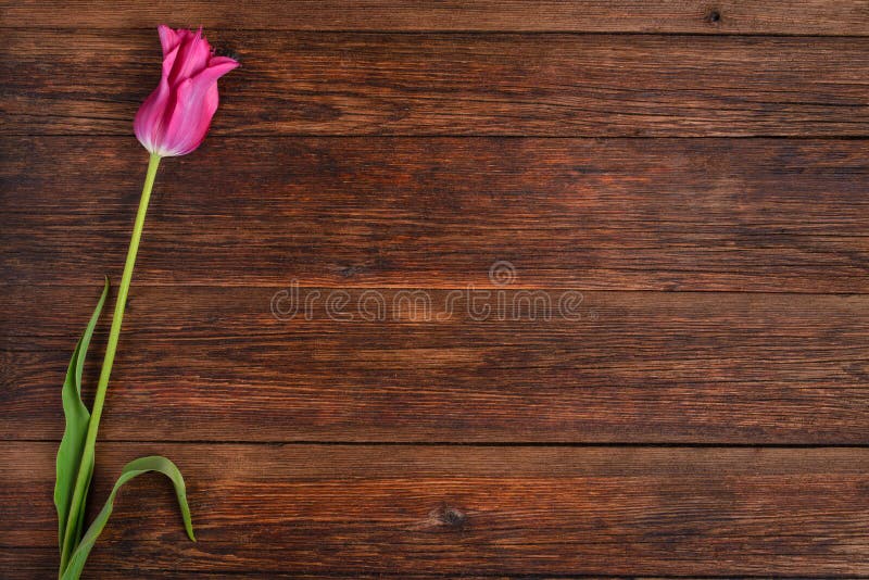 Pink tulip flower on old wooden table background. Top view with copy space. Pink tulip flower on old wooden table background. Top view with copy space.