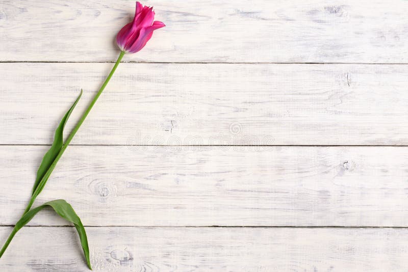 Pink tulip flower on old white wooden table background. Top view with copy space. Pink tulip flower on old white wooden table background. Top view with copy space.