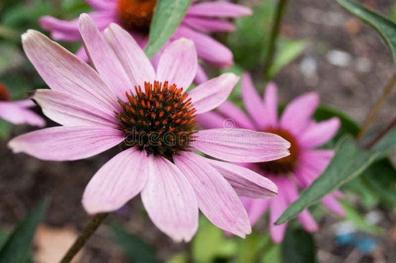 Ρόδινο πνεύμα της Cheyenne echinacea σε ένα αστικό πάρκο στοκ φωτογραφία με δικαίωμα ελεύθερης χρήσης Ρόδινο πνεύμα της Cheyenne echinacea σε ένα αστικό πάρκο στοκ φωτογραφία με δικαίωμα ελεύθερης χρήσης