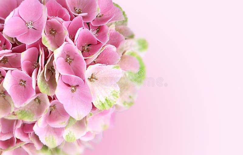 Ρόδινο υπόβαθρο λουλουδιών hydrangea στοκ εικόνες