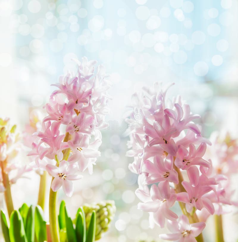 Ρόδινοι χλωμοί υάκινθοι στο μπλε υπόβαθρο bokeh, εκλεκτική εστίαση στοκ εικόνες