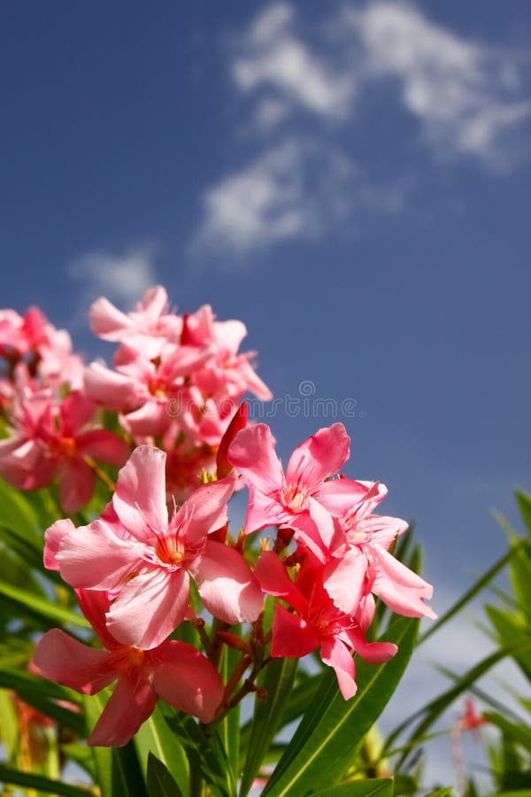 Vibrant pink oleander flowers set off against the blue sky and white clouds on the Caribbean island of St. Lucia. Vibrant pink oleander flowers set off against the blue sky and white clouds on the Caribbean island of St. Lucia.