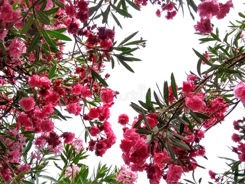 Plot of pink oleander flowers under cloudy sky. Plot of pink oleander flowers under cloudy sky