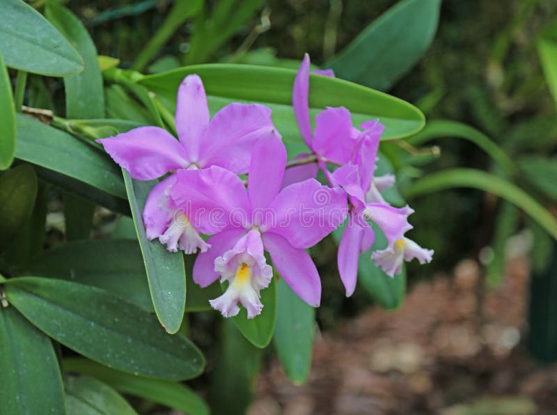 Ρόδινα πορτοκαλιά λουλούδια ορχιδεών Phalaenopsis στοκ φωτογραφία Ρόδινα πορτοκαλιά λουλούδια ορχιδεών Phalaenopsis στοκ φωτογραφία