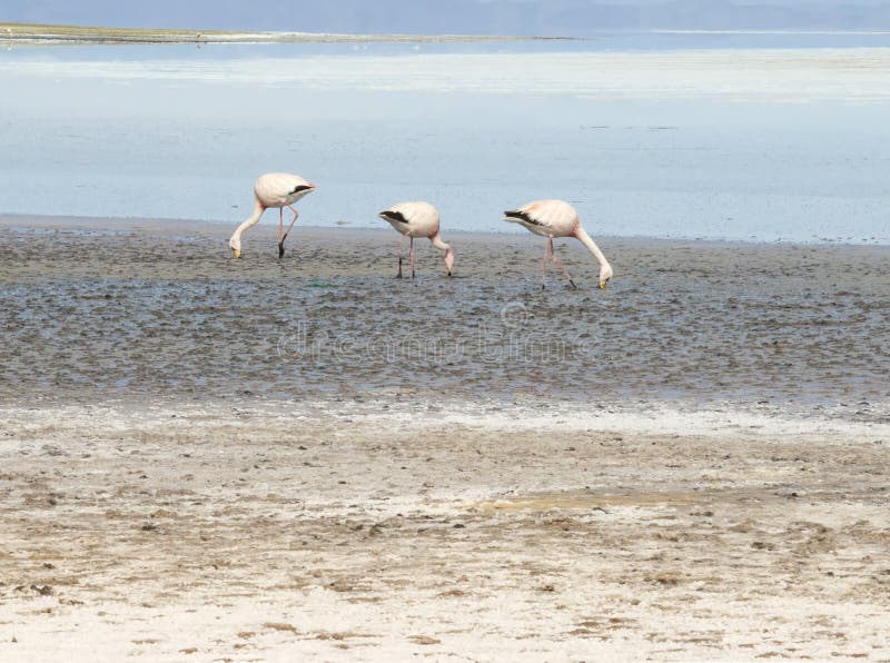 Ρόδινα φλαμίγκο στην αλμυρή ρηχή λιμνοθάλασσα, Salar de Uyuni στοκ φωτογραφίες