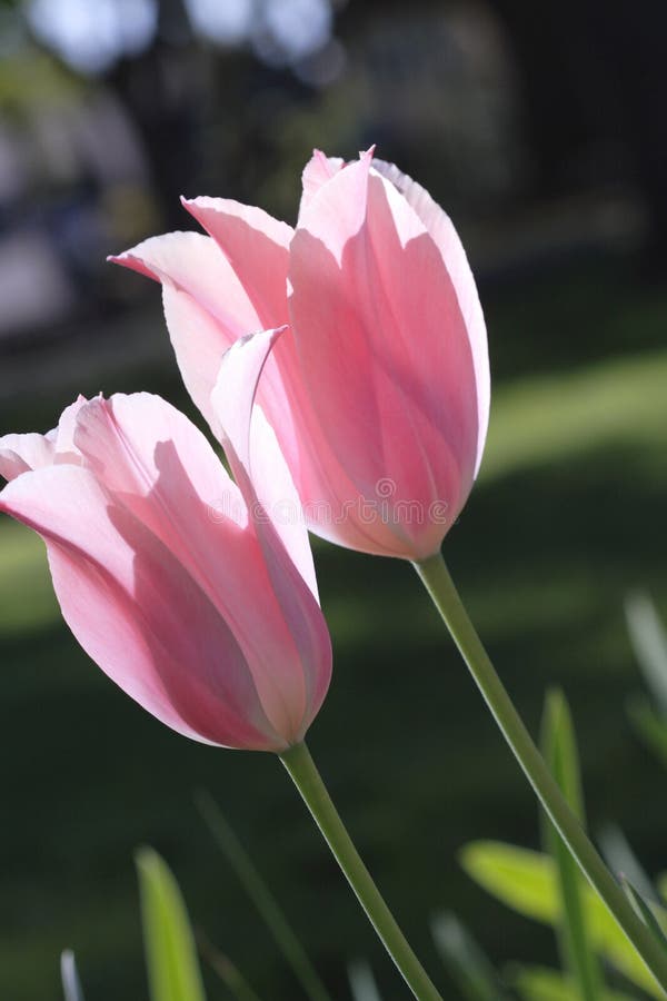 2 pink tulips glowing in the afternoon sun. 2 pink tulips glowing in the afternoon sun