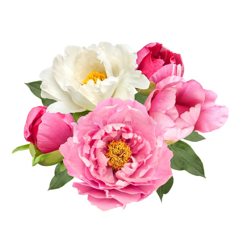 Ρόδινη και άσπρη peony ανθοδέσμη λουλουδιών που απομονώνεται στοκ εικόνες με δικαίωμα ελεύθερης χρήσης