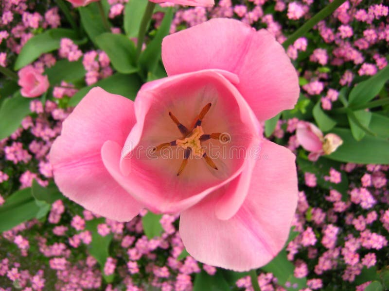 Photo of pink tulip from above with small pink flowers in background. Photo of pink tulip from above with small pink flowers in background