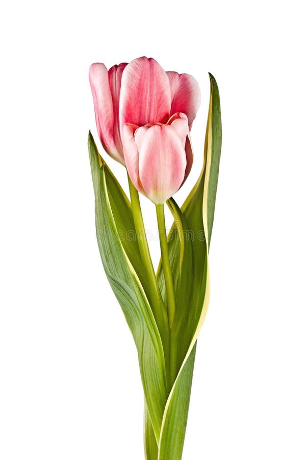 Tender flower, pink tulip on the white. Tender flower, pink tulip on the white