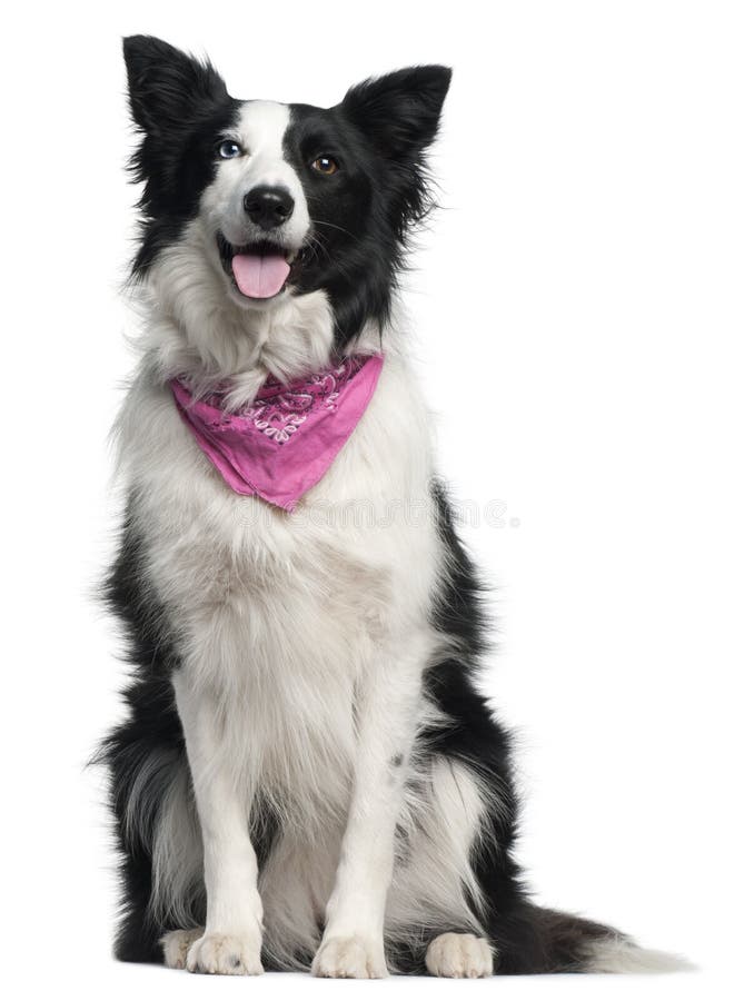 Border Collie wearing pink handkerchief, 2 years old, sitting in front of white background. Border Collie wearing pink handkerchief, 2 years old, sitting in front of white background