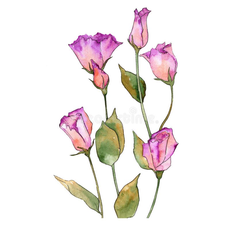 Ρόδινο eustoma Floral βοτανικό λουλούδι Άγριο φύλλο άνοιξη wildflower που απομονώνεται ελεύθερη απεικόνιση δικαιώματος