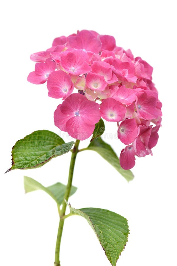 Ρόδινο hydrangea με τα φύλλα σε μια άσπρη ανασκόπηση στοκ εικόνες