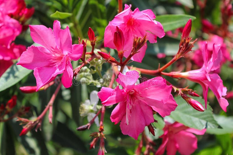 Pink nerium oleander. small tree toxic in all its parts. Pink nerium oleander. small tree toxic in all its parts