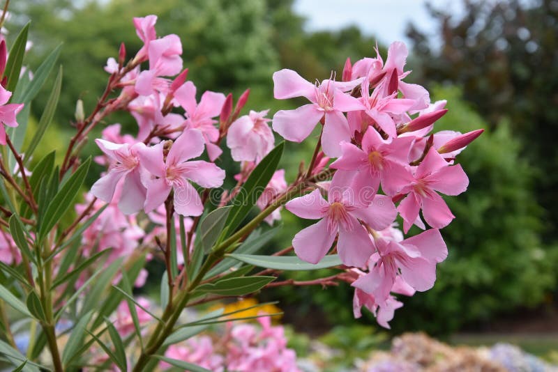 Pink oleander flowers iin the garden . All parts of the plant are toxic. Pink oleander flowers iin the garden . All parts of the plant are toxic