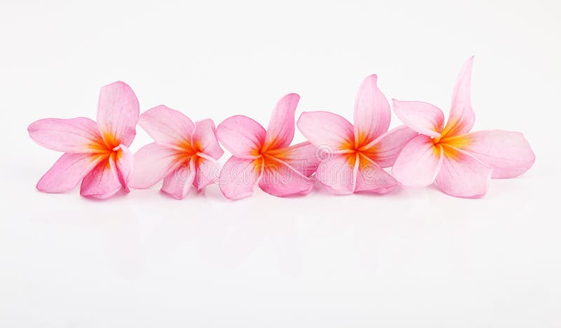 A row of plumeria isolated on white background. A row of plumeria isolated on white background