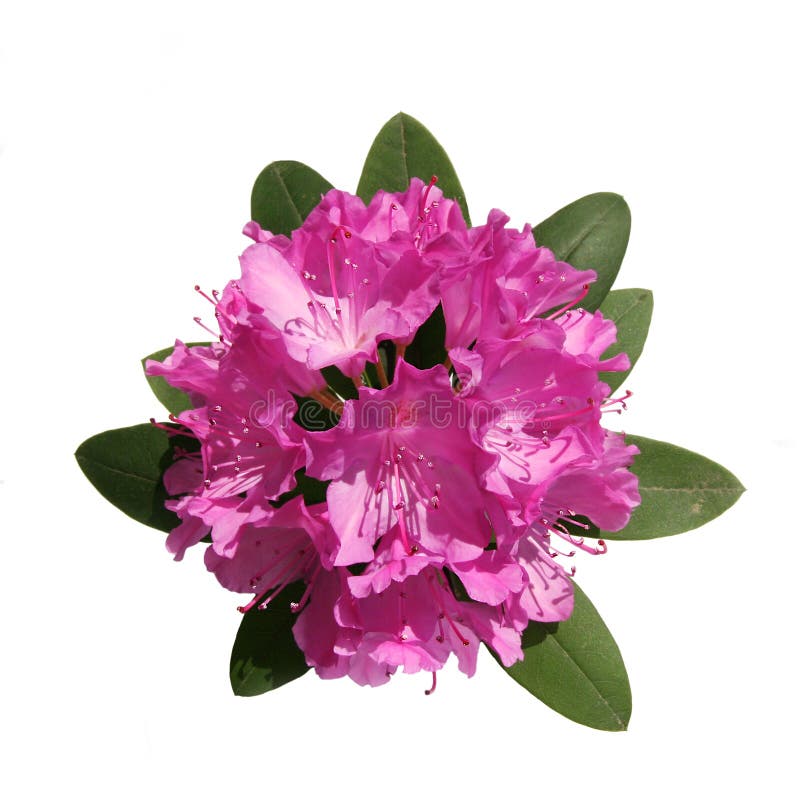 ρόδινο rhododendron στοκ εικόνες