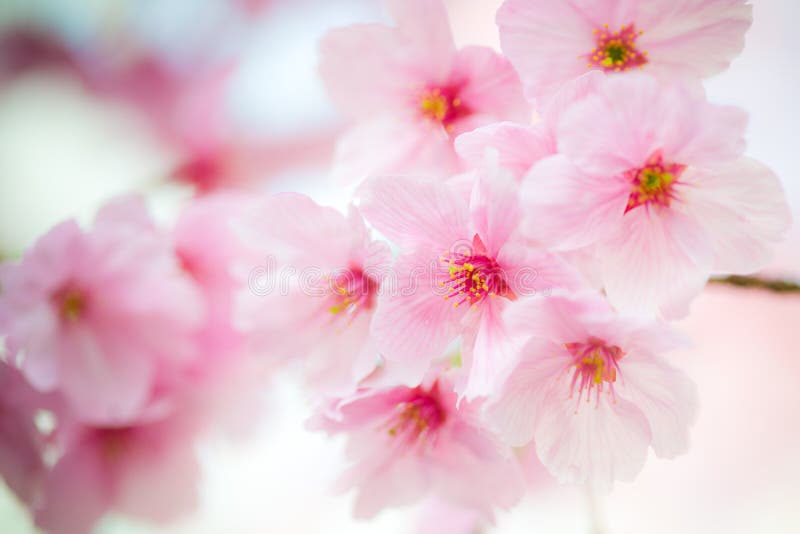 Close up pink sakura, blooming from late March to early Apri, taken from Hamamatsu Japan. Close up pink sakura, blooming from late March to early Apri, taken from Hamamatsu Japan.