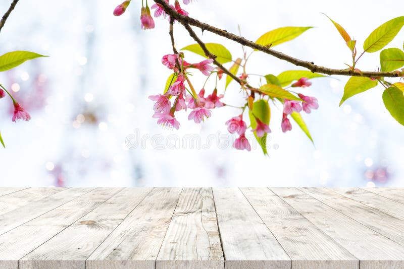 Ρόδινο sakura λουλουδιών ανθών κερασιών στην εποχή υποβάθρου ουρανού την άνοιξη στοκ εικόνα με δικαίωμα ελεύθερης χρήσης