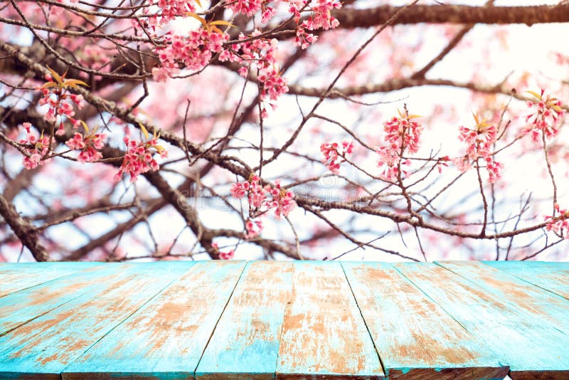 Ρόδινο sakura λουλουδιών ανθών κερασιών στην εποχή υποβάθρου ουρανού την άνοιξη στοκ φωτογραφίες με δικαίωμα ελεύθερης χρήσης