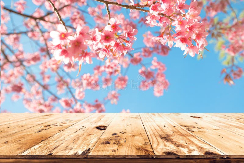 Ρόδινο sakura λουλουδιών ανθών κερασιών στην εποχή υποβάθρου ουρανού την άνοιξη στοκ φωτογραφίες με δικαίωμα ελεύθερης χρήσης