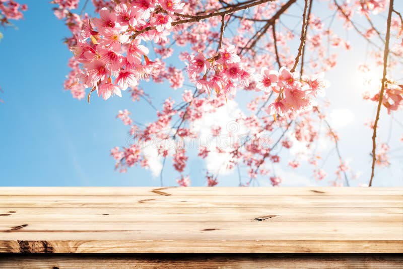 Ρόδινο sakura λουλουδιών ανθών κερασιών στην εποχή υποβάθρου ουρανού την άνοιξη στοκ φωτογραφίες με δικαίωμα ελεύθερης χρήσης